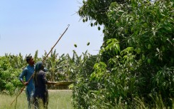 The income loss from a poor mango harvest could have a significant impact on Pakistan, where agriculture accounts for almost a quarter of the GDP