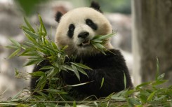 Qing Bao, seen in her habitat at Dujiangyan Base in Sichuan, China, will soon head to Washington's National Zoo 