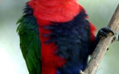 The chattering lory parrot is found only in the jungles of Indonesia's Maluku Islands