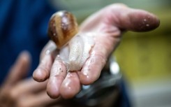 Burgundy snails -- or escargots de Bourgogne -- are notoriously difficult to farm as they don't take well to crowded conditions