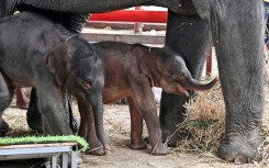 Jamjuree has now accepted her calves, who are so small that a special platform has been built to help them reach up to suckle