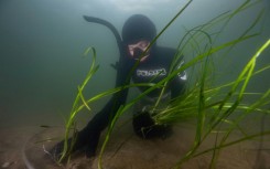 Eelgrass is being planted on the seabed of a Danish fjord to help restore its ecosystem