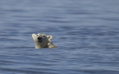 Climate change has increased the number of days where sea ice is too thin for polar bears to hunt seals