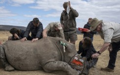 A sedated rhinoceros lies unconscious as professor James Larkin (R) carefully implants radioisotopes into its horn