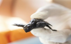 Baby loggerhead sea turtles' first challenge in life is a wobbly dash across the sand