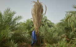 The village of M'Heiret has suffered severe palm tree losses over the years due to droughts and sudden downpours