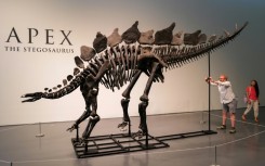 The skeleton, nicknamed Apex, is estimated to be 150 million years old and is the largest stegosaurus ever found, according to the auction house