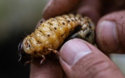 Larvae of the Hercules beetle (Dynastes hercules) can grow to nearly the length of a standard brick
