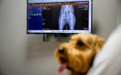 Mozzi, a goldendoodle, sits near X-ray results processed through 'X Caliber', AI-powered software that is helping veterinarians make quicker diagnoses