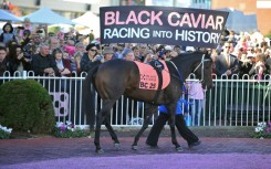 Australian thoroughbred Black Caviar (pictured at her farewell in 2013) was unbeaten in all 25 races she ran before retiring