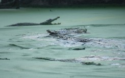 Captive crocodiles swim in a park in Medan, Indonesia. Crocodiles are responsible for several fatal attacks on humans every year in the country