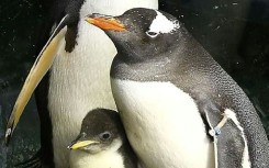 Gentoo penguin Sphen (R) and partner Magic (L) with their first chick Sphengic at the SEA LIFE Sydney Aquarium