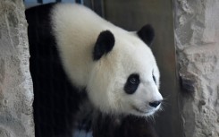 Female giant panda Meng Meng has delivered two sets of twins at the Berlin zoo 