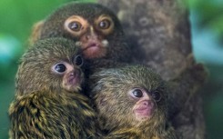 Pygmy marmoset cubs are pictured with their mother in their enclosure at the Mulhouse Zoo, eastern France