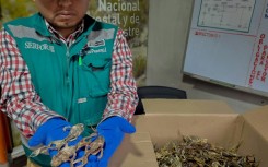 A handout picture distributed on September 5, 2024, by the Peruvian National Forestry and Wildlife Service shows a staffer holding part of a cargo of 390 dissected Lake Titicaca frogs (Telmatobius culeus), seized in Peru's Puno region, near Bolivia