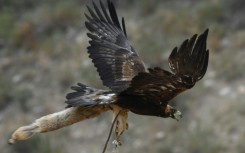 A golden eagle flies with a stuffed fox in its claws during the Salbuurun hunting festival in Kyrgyzstan on August 3, 2024