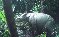 Javan rhinos have folds of loose skin giving them the appearance of wearing armour plating