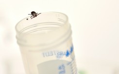 Ticks are another disease vector that are expanding their geographic range