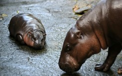 Hundreds of visitors queued at the zoo for five minutes in the enclosure