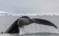 Humpback whales are under threat from climate change, ship strikes and whale watching harassment, among other risks