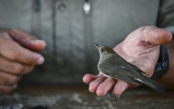 Migratory birds offer valuable clues about how a warming planet is affecting wildlife