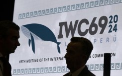 The International Whaling Commission was founded in 1946 to halt and reverse declining whale numbers 