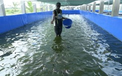 Aquaculture has struggled to take off as a major alternative to traditional fishing