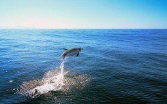 A dolphin (Tursiops truncatus) jumps off the coast of Niteroi, Brazil on June 20, 2024