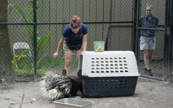 Protect Chompers: zookeepers move the African porcupine into a carrier before carting it to safety ahead of Hurricane Milton