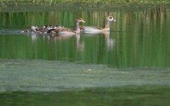 Egyptian geese are becoming a common sight in Moselle, eastern France