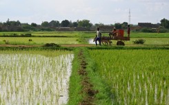 Niger is a key regional supplier of cereals including rice