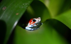 A harlequin poison dart frog (Oophaga sylvatica) is pictured at the Tesoros de Colombia (Treasures of Colombia) sustainable farm in Nocaima, Cundinamarca department, Colombia, on July 9, 2024. Hundreds of exotic frogs are bred in a sustainable farm to then be sold to foreign collectors as a "practical solution" against their illegal trafficking.