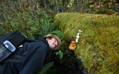 There is a burgeoning awareness of the importance of fungi, whose role is to be discussed at the COP16 conference in Colombia