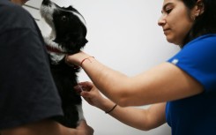 A dog is temporarily sterilized with a vaccine described by its Chilean creators as the first of its kind