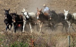 An Amish farmer works his field with horses in Strasburg, Pennsylvania, on October 19, 2024.