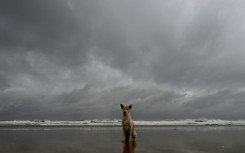 A stray dog sits on a beach near the Bay of Bengal in Digha as cyclone Dana approaches