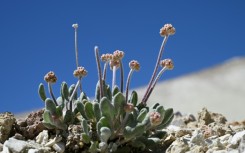 A Tiehm's buckwheat plant starts to bud in its native habitat in the Silver Peak Range in Esmeralda County, Nevada beside Rhyolite Ridge, the site of a proposed lithium mine