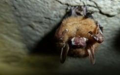 A tricolored bat with white-nose syndrome on its snout and wings is seen at Mammoth Cave National Park in Kentucky in February 2013