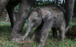 The yet to be named female calf weighed 104 kgs at birth