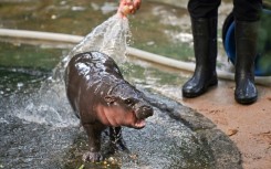 Internet sensation Moo Deng, a baby pygmy hippo in Thailand, is trying her hand at prognosticating the US election race