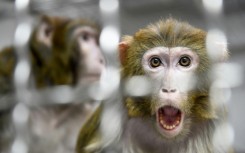 The rhesus macaques were described by local police as 'skittish'