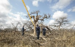 Carbon credits are generated by activities that reduce or avoid planet-heating greenhouse gas emissions, like planting trees or replacing polluting coal with clean-energy alternatives