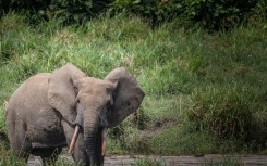 Forest elephants are sparking ire by wandering into villages in Gabon and destroying crops