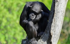 Chimpanzees are steadily honing their tool-using skills -- a process unfolding over millennia, driven by the exchange of ideas through migrations between populations, according to a new study published in Science
