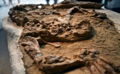 Paleontologists unveil the fossil of a young marine crocodile dating back 10 to 12 million years discovered in Peru