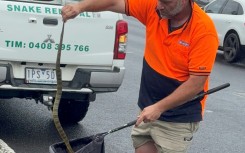 An Australian snake handler captures a deadly tiger snake found by a driver on her leg