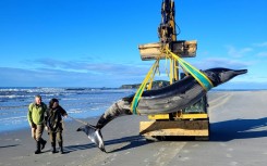 The spade-toothed whale pictured on July 5 by the New Zealand Department of Conservation