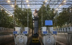 Inside a greenhouse at the Canadian multinational Tilray's farm in Cantanhede, Portugal