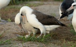 Wisdom (R), a Laysan Albatross that is at least 74 years old, is expecting again