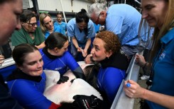 Zimba is one of the first captive leopard sharks to be artificially inseminated with the sperm of wild sharks in an attempt to build populations around the world